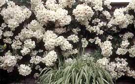 Sally Holmes Climbing Rose