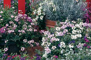 Flowers & Fence