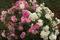 Weeks Roses Twofers