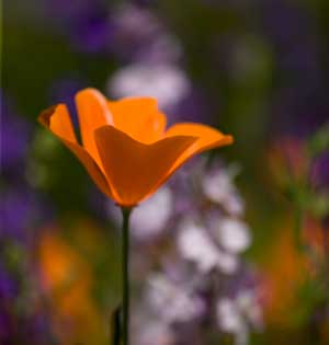 California Poppy