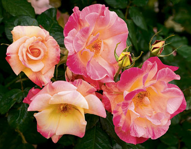 Weeks Roses Jacob's Robe
