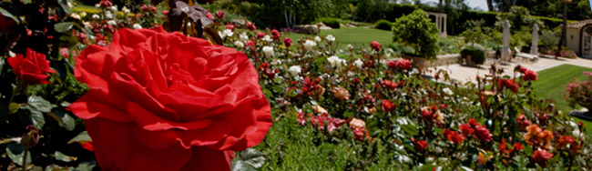 Oprah's Legends Rose 