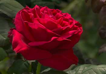 Oprah's Legends Rose 