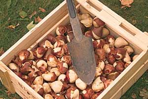 Tulip Bulbs