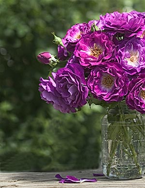 Weeks Roses AARS Winning Rose Wild Blue Yonder