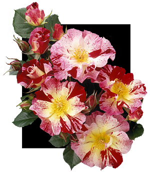 Weeks Roses AARS Winning Rose Fourth of July