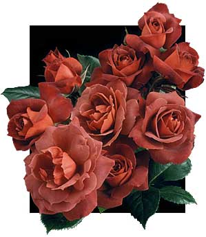 Weeks Roses AARS Winning Rose Hot Cocoa