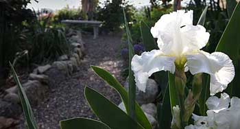 Frequent Flyer Iris