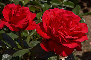 Oprah's Legends Rose 