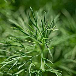Dill