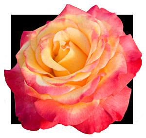 Weeks Roses 2008AARS Winner Dream Come True