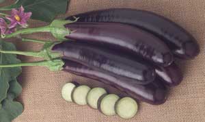 Eggplant