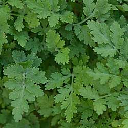 Feverfew