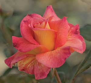 Mardi Gas Rose