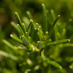 Rosemary