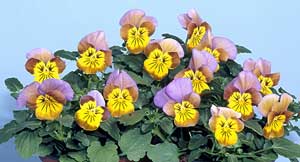 Viola